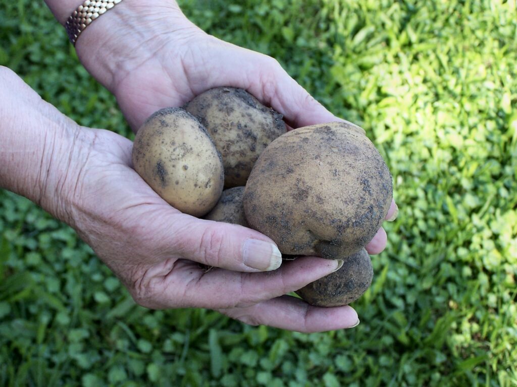 Eigene Ernte mit Kartoffeln | Hochbeet