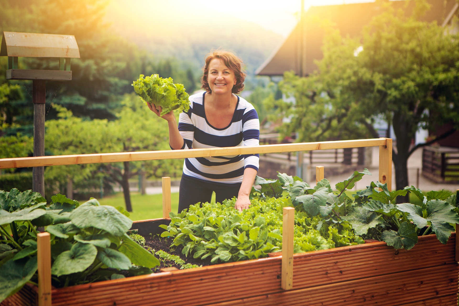 Selbst geernteter Salat im Garten | Hochbeet

